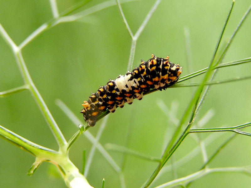 Papilio machaon?